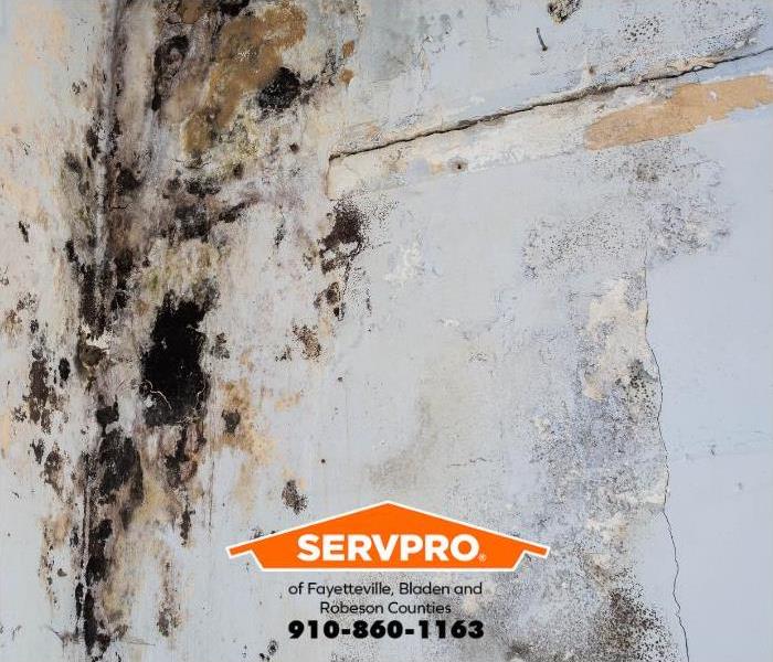 A mold outbreak covers a wall.